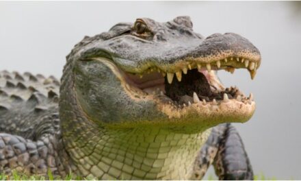 Florida Man Finds Alligator In His House During Hurricane, Video Is Terrifying