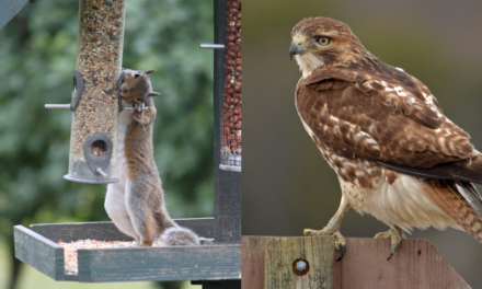 Bird-Watching Is Not A Hobby For Olds, It’s A Sport For Men