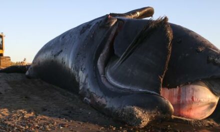 Whales abandoned by environmental groups, but advocates take opposition to offshore wind to SCOTUS