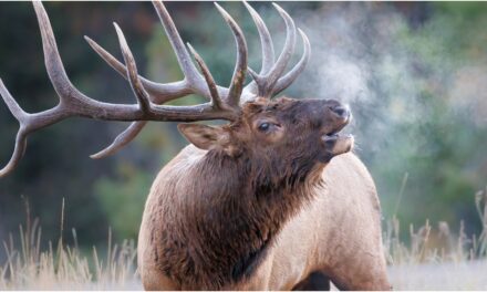 Moron Yells ‘Eat S–t’, Throws Drink At Elk Because He’s Late To Work