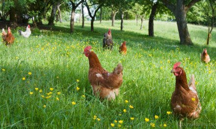 October 1 marked day one for Brits having to register their backyard chickens with government: All unregistered birds now ILLEGAL