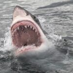 Guys Catch Giant Shark, Can’t Contain Incredible Reactions: WATCH