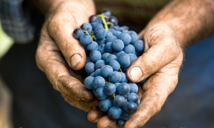 Antioxidants in grapes found to reduce cancer risk