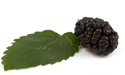 Sermon 45: Mike Adams talks about BLACK MULBERRIES as God’s nutritional powerhouse