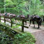 Hurricane Helene relief: Mules helping to bring supplies to residents in North Carolina