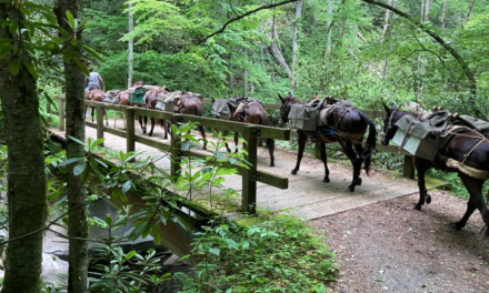 Mules helping bring supplies to residents in North Carolina in wake of Hurricane Helene