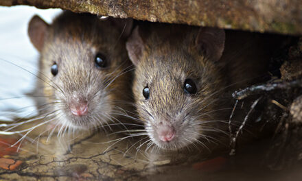 New York City launches RAT BIRTH CONTROL scheme to clean up filthy, rodent-infested streets