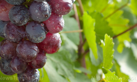 Food for the brain: Beneficial effects of grapes on cognitive function and mental health