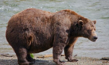 Online voting in Alaska’s Fat Bear Week contest starts after an attack killed 1 contestant