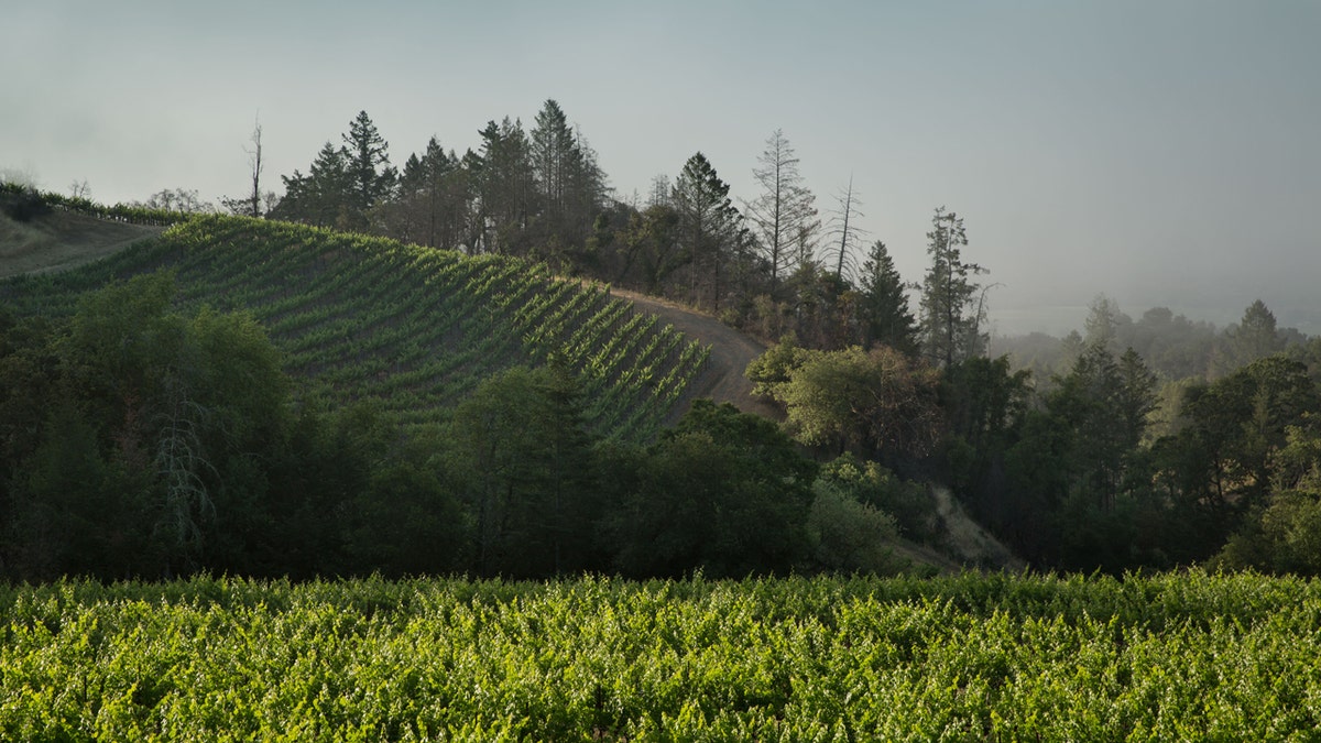 Alexander Valley