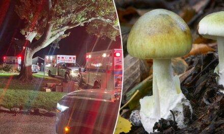 Pennsylvania family sickened after eating toxic mushrooms expected to recover