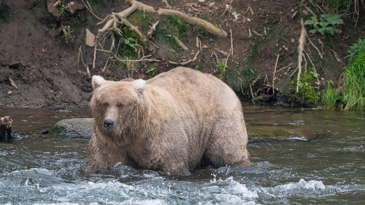 Alaska Fat Bear Week