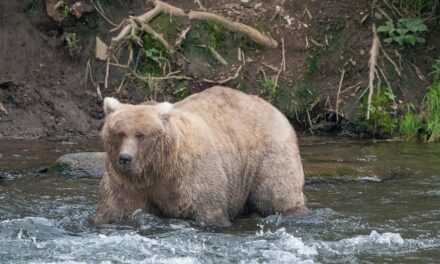 Alaska’s Fat Bear Contest winner finishes ahead of the bear that killed her cub