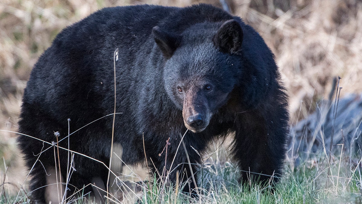 Black bear in Yellowstone