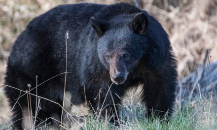 Colorado black bear attacks 74-year-old man after breaking into home, leaving ‘significant’ claw wounds