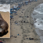 California sea lion dies after being shot; police hunt for gunman