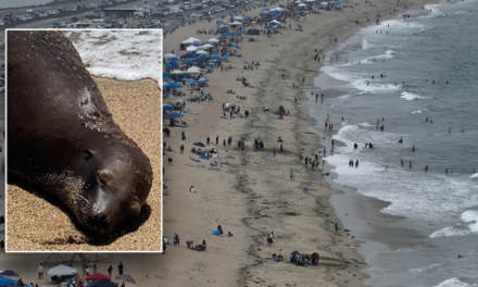 California sea lion dies after being shot; police hunt for gunman