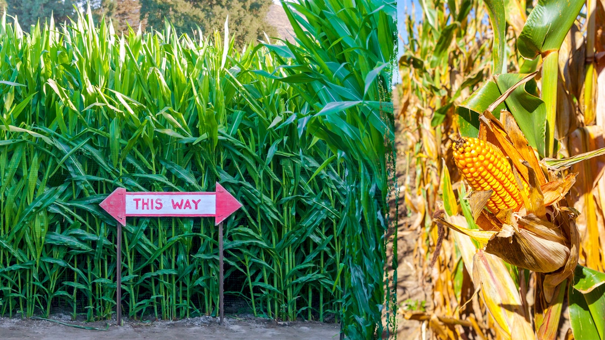 A sign in a corn maze on left and a close-up photo of a piece of corn on the right