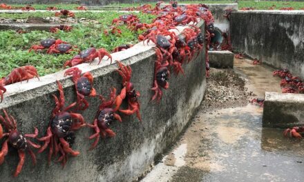 A Christmas Island National Park travel guide where millions of colorful crabs migrate annually