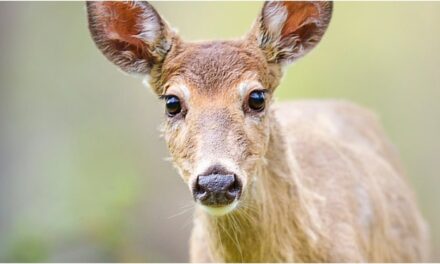 Guy Tries To Pet A Deer, Nearly Ends In Complete Disaster: WATCH