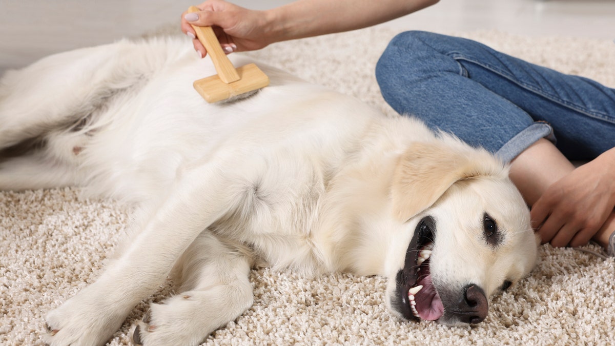 Dog getting brushed