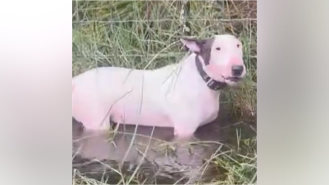 The Florida Highway Patrol rescued a dog tied to a pole during Hurricane Milton. Watch a video of the awesome moment. (Credit: Screenshot/Twitter Video https://x.com/FHPTampa/status/1844036069219574083)