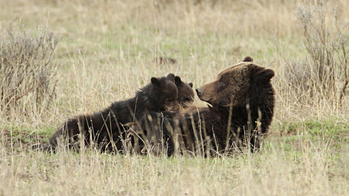 Grizzly sow nursing cubs