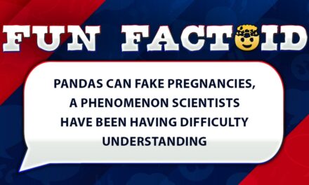 Fun Facts: Pandas accused of faking pregnancies in 2014