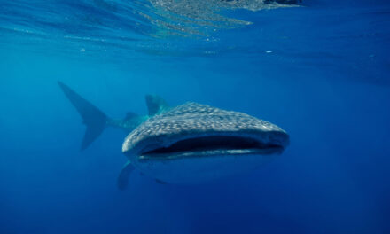 Chinese Aquarium Gets Caught With Robo-Whale Shark (Which Still Sounds Pretty Cool)