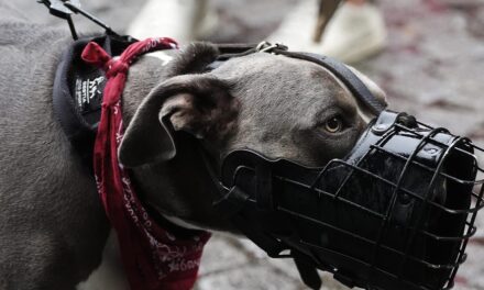 Texas babysitter’s dogs attack toddler and teenager left alone in her care: Sheriff