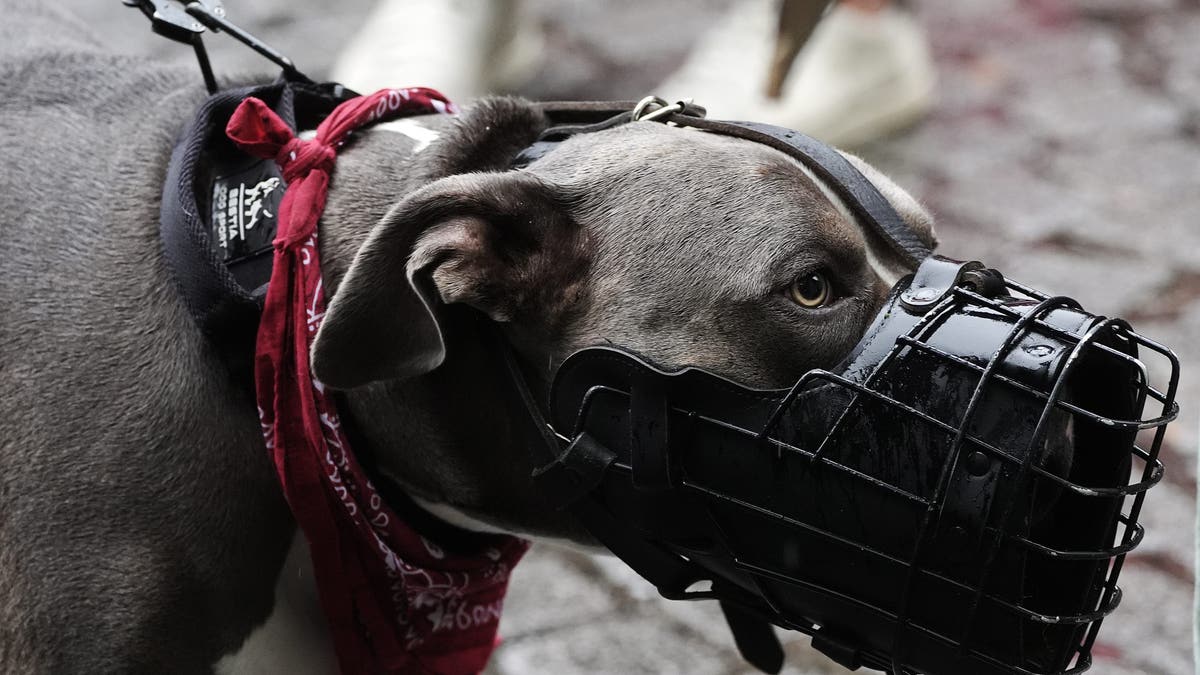 dog in muzzle 