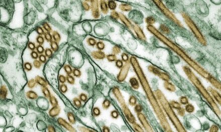 Washington state officials identify four new cases of bird flu, as H5N1 outbreak spreads