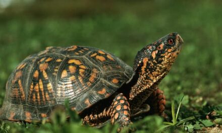 Woman Pleads Guilty To Smuggling Endangered Box Turtles Out Of The US In An Inflatable Kayak