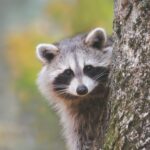 Washington Woman’s House Swarmed By 100 Raccoons “Demanding” Food