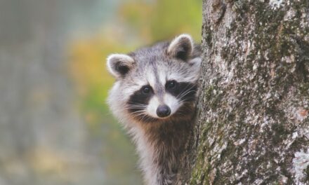 Washington Woman’s House Swarmed By 100 Raccoons “Demanding” Food