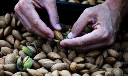 Almonds: Tiny superfood that offers HUGE health benefits