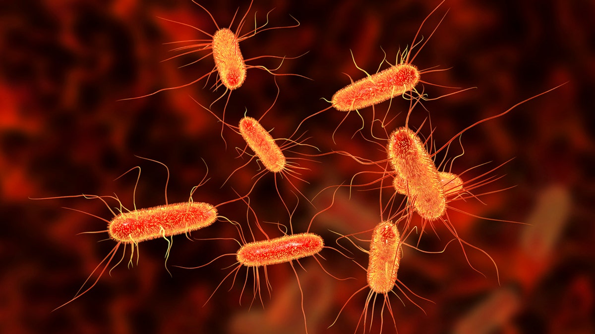 E. Coli picture