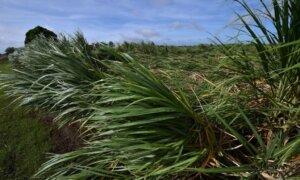 Cane’s Potential in Renewable Energy Mix Being Overlooked: Farm Industry Leader