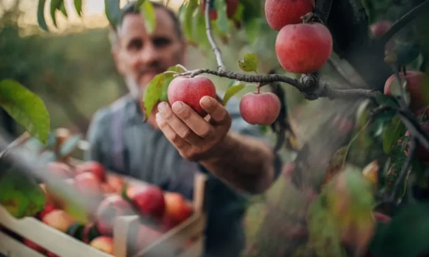 ‘Who’ll pick apples?’ The Democrats’ degrading push for cheap labor