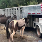 While government is nowhere to be found, MULES are bringing aid to hurricane victims