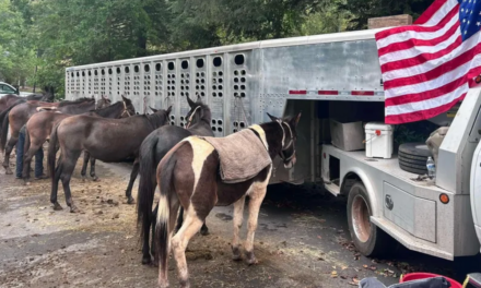 While government is nowhere to be found, MULES are bringing aid to hurricane victims