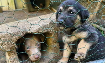 Puppies rescued from Hurricane Helene to be rehomed with military veterans, first responders