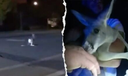 Pet kangaroo escapes: Furry fugitive leads police on street chase caught on camera: ‘A Durangaroo!’