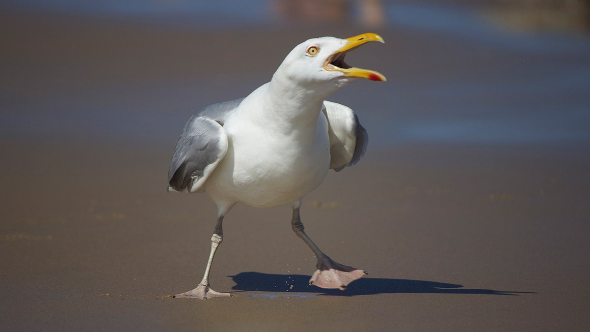 Squawking Seagull