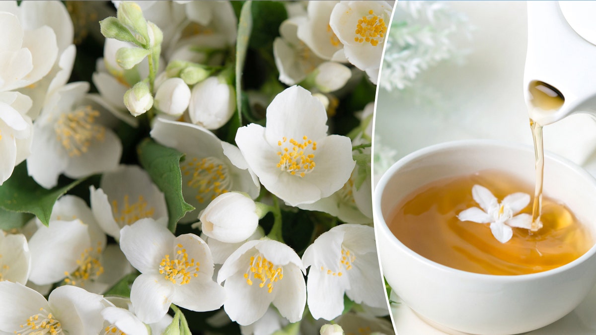 Jasmine flower and tea