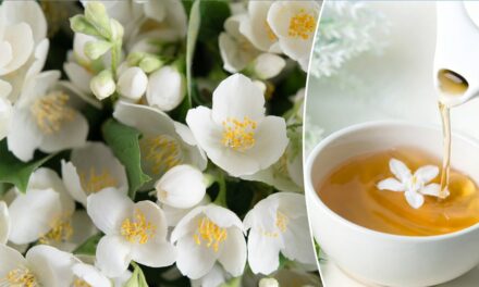 Jasmine herbs’ surprising benefits when added to health routines in the form of oil, in tea and more