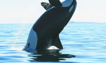 Killer Whale Drops A Deuce At SeaWorld Then Splashes The Poop Water All Over The Crowd