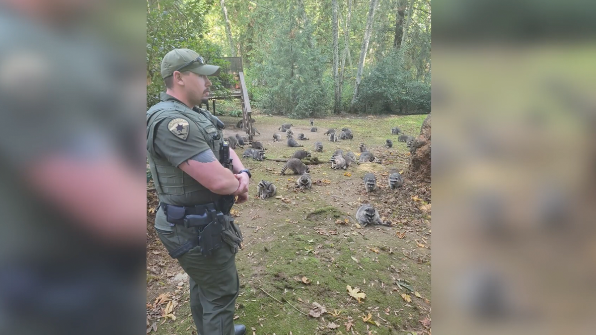 Kitsap County Sheriff's deputy in raccoon yard