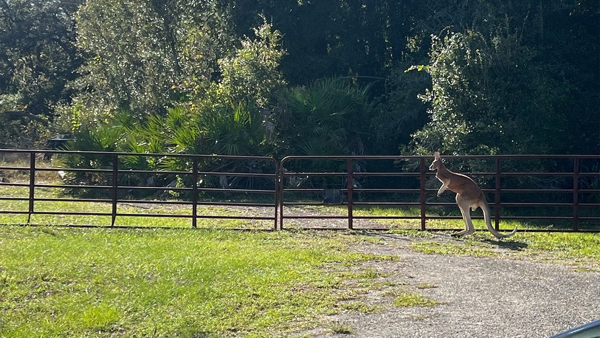 A loose kangaroo is seen in Pierson, Florida.