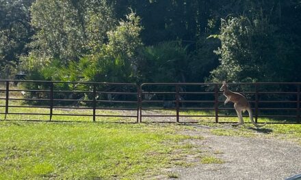 Kangaroo on the loose in Florida after bear enters enclosure